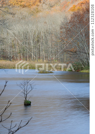 Japan: Suganuma and autumn leaves in Tsuta Nananuma, Konuma District, Okuse Tsutanoyu, Towada City, Aomori Prefecture Japan: Suganuma and autumn leaves in Tsuta Nananuma, Konuma District, Okuse Tsutanoyu, Towada City, Aomori Prefecture 112328108