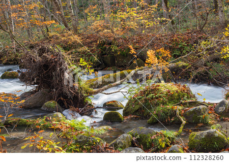 Japan, Towada City, Aomori Prefecture, autumn leaves of Oirase Stream that runs from Nenokuchi of Lake Towada to Yakeyama Japan, Towada City, Aomori Prefecture, autumn leaves of Oirase Stream that runs from Nenokuchi of Lake Towada to Yakeyama 112328260
