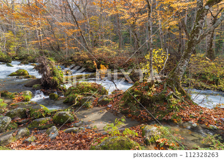 Japan, Towada City, Aomori Prefecture, autumn leaves of Oirase Stream that runs from Nenokuchi of Lake Towada to Yakeyama Japan, Towada City, Aomori Prefecture, autumn leaves of Oirase Stream that runs from Nenokuchi of Lake Towada to Yakeyama 112328263