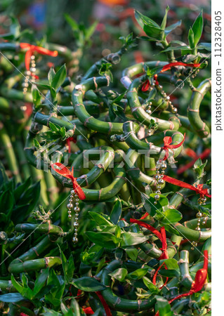 Lucky bamboo selling at the flower shop during Chinese New Year. 112328405