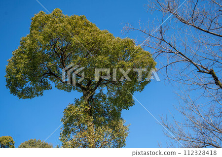 清新的綠色在藍天的襯托下熠熠生輝 清新的綠色在藍天的襯托下熠熠生輝 112328418