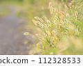 Shining roadside wild foxtail 112328533