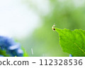 A snail looking up at the sky from a hydrangea leaf in the rain 112328536