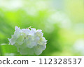 A snail walking on a hydrangea flower after the rain 112328537