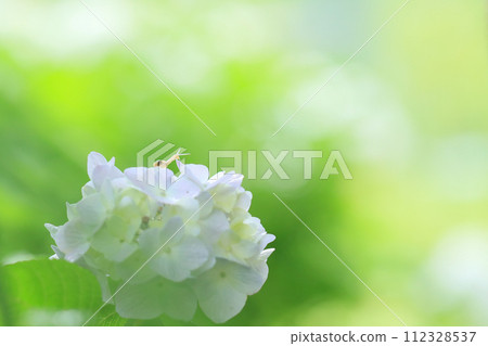 A snail walking on a hydrangea flower after the rain A snail walking on a hydrangea flower after the rain 112328537