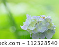 Hydrangea and a snail 112328540