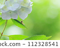A snail walking on a hydrangea leaf 112328541