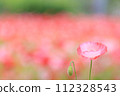 Poppy with a lot of blank space 112328543
