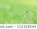 ladybug in the field 112328544