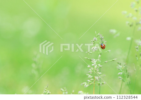 ladybug in the field ladybug in the field 112328544