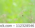 ladybug in the vacant lot 112328546