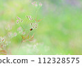 ladybug walking in the field 112328575