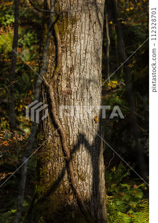 Japan, Towada City, Aomori Prefecture, scenery along the Oirase Stream that runs from Nenokuchi of Lake Towada to Yakeyama Japan, Towada City, Aomori Prefecture, scenery along the Oirase Stream that runs from Nenokuchi of Lake Towada to Yakeyama 112328701