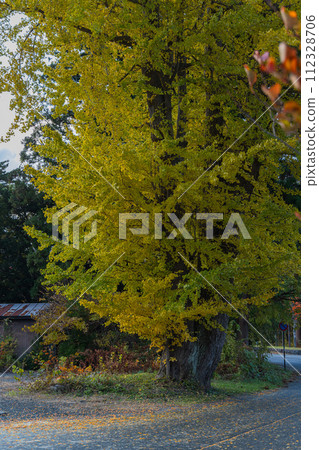 日本：青森縣十和田市奧瀨十和田湖安屋的銀杏樹 112328706