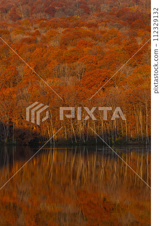 日本青森縣十和田市奧瀨蔦之湯的蔦沼水鏡映照著日出,秋葉變紅 日本青森縣十和田市奧瀨蔦之湯的蔦沼水鏡映照著日出,秋葉變紅 112329132