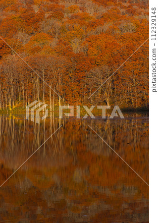 Autumn leaves turn red with the sunrise reflected in the water mirror of Tsutanuma in Okuse Tsutanoyu, Towada City, Aomori Prefecture, Japan Autumn leaves turn red with the sunrise reflected in the water mirror of Tsutanuma in Okuse Tsutanoyu, Towada City, Aomori Prefecture, Japan 112329148