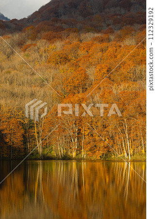 Autumn leaves illuminated by the morning sun reflected in the water mirror of Tsutanuma in Okuse Tsutanoyu, Towada City, Aomori Prefecture, Japan 112329192