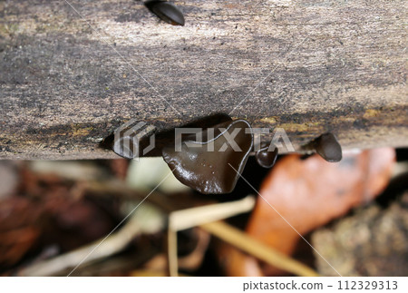 山中爛樹上自然生長的幼野黑木耳（自然光+頻閃，微距特寫攝影） 112329313