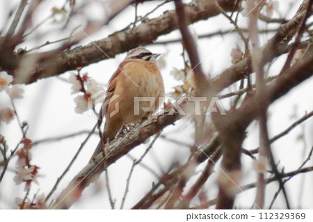 Bunting perched on a plum tree 112329369