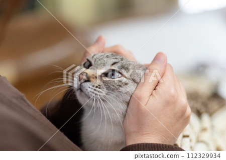 撫摸貓 112329934