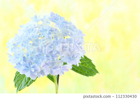 Light blue hydrangea kaleidoscope bright yellow background 112330430