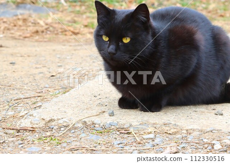 The sight seen by a black stray cat living in the woodlands of Yuzu no Sato Moroyama Town 112330516