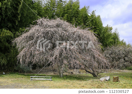 草甸李子和竹子樹叢 草甸李子和竹子樹叢 112330527