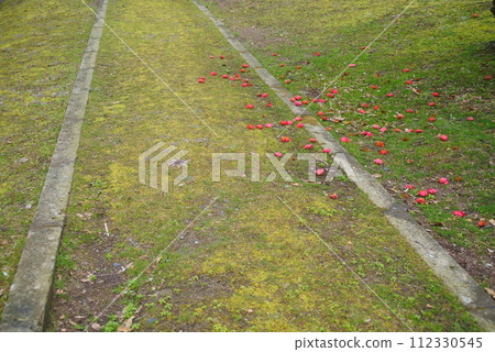 公園長廊與山茶花 公園長廊與山茶花 112330545