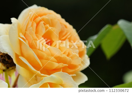 黃玫瑰花，花朵大，花瓣濃密 112330672