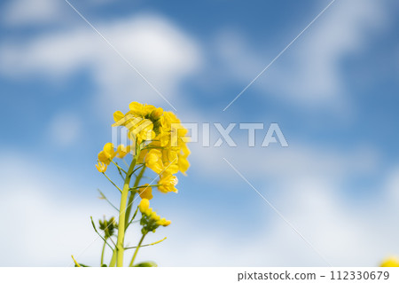 油菜花和藍天 112330679