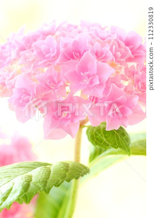 粉紅色繡球花，密集的細雙花，明亮的背景 112330819