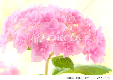 Pink hydrangea, densely packed fine double flowers, bright background 112330820