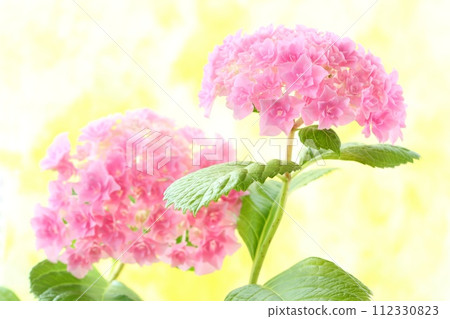 Pink hydrangea, densely packed fine double flowers, bright background 112330823