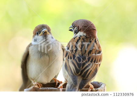 Sparrow fledging chicks, give me food, green natural background Sparrow fledging chicks, give me food, green natural background 112330976
