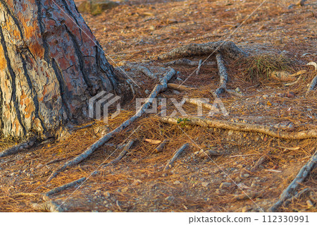 The roots of the pine protrude from the ground next to the trunk. The ground is strewn with dry needles, weathering of the land cover, soil erosion, change in fertility 112330991