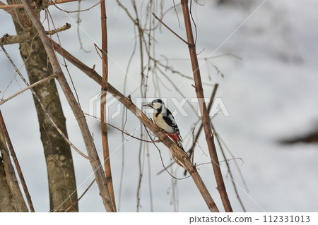 野生鳥類阿卡蓋拉 112331013