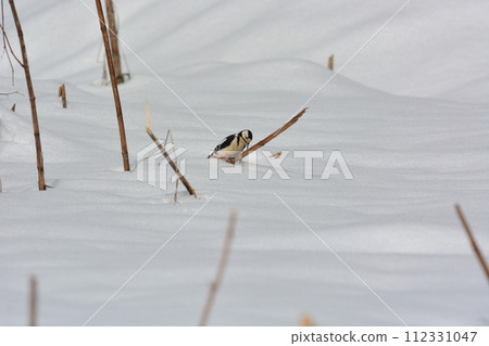 野生鳥類阿卡蓋拉 112331047