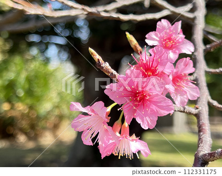 沖繩那霸市公園裡綻放的緋柑櫻 沖繩那霸市公園裡綻放的緋柑櫻 112331175