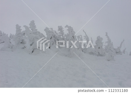 Mt. Hakkoda's frost-covered trees, Hakkoda National Park, Aomori Prefecture Mt. Hakkoda's frost-covered trees, Hakkoda National Park, Aomori Prefecture 112331180