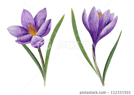 crocus flower in lilac color, drawn in watercolor, isolated on white. Hand drawn botanical illustration. Elements for cards, logos, prints, wedding design 112331501