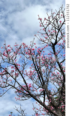 Hikanzakura flowers blooming in a park in Naha City, Okinawa Hikanzakura flowers blooming in a park in Naha City, Okinawa 112331782