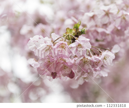 河津櫻花宣布春天的到來 112331818