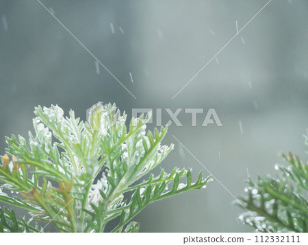 雨天園林樹木風景照片 雨天園林樹木風景照片 112332111