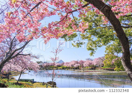 名花之裡：河津櫻花與鬱金香盛開 112332348