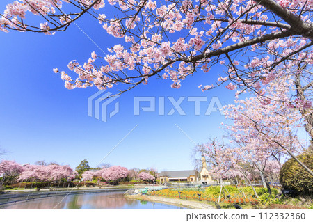Nabana no Sato: Kawazu cherry blossoms and tulips in full bloom Nabana no Sato: Kawazu cherry blossoms and tulips in full bloom 112332360