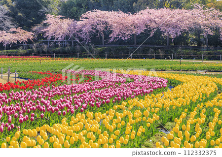 Nabana no Sato: Kawazu cherry blossoms and tulips in full bloom 112332375