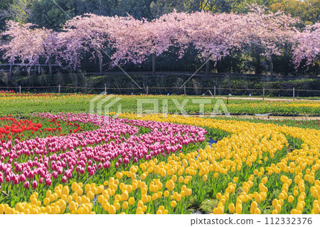 Nabana no Sato: Kawazu cherry blossoms and tulips in full bloom Nabana no Sato: Kawazu cherry blossoms and tulips in full bloom 112332376