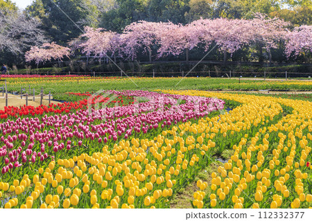 Nabana no Sato: Kawazu cherry blossoms and tulips in full bloom Nabana no Sato: Kawazu cherry blossoms and tulips in full bloom 112332377