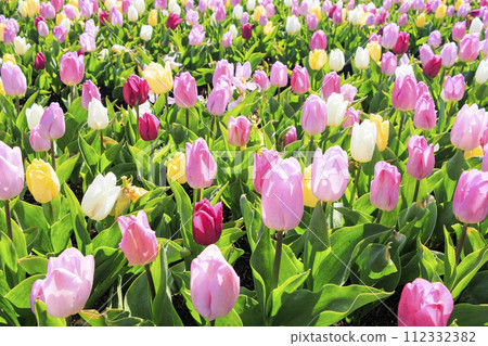 名花之裡:河津櫻花與鬱金香盛開 名花之裡:河津櫻花與鬱金香盛開 112332382