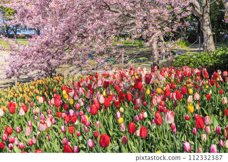Nabana no Sato: Kawazu cherry blossoms and tulips in full bloom 112332387